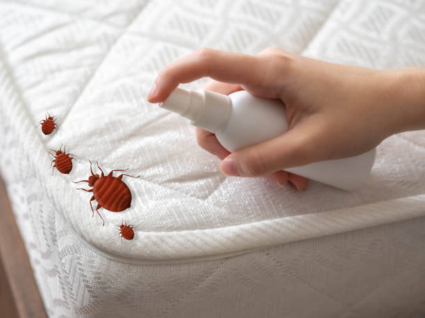 Best Wasp Removal Services  in Union Park, FL